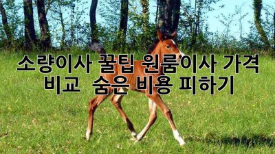 소량이사 꿀팁🍯 원룸이사 가격 비교 & 숨은 비용 피하기!